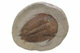 Ordovician Trilobite (Dikelokephalina) - Excellent Preservation #239650-1